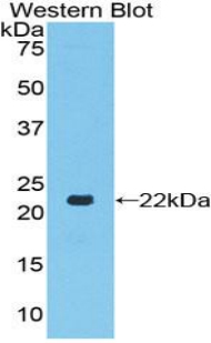 TLR7 / CD287 Antibody - Western blot of recombinant TLR7.  This image was taken for the unconjugated form of this product. Other forms have not been tested.