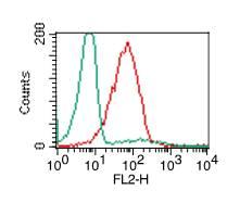 TLR7 / CD287 Antibody - Fig-2: Intracellular flow analysis of TLR7 in PBMC (Lymphocyte) using 0.5 µg/10^6 cells of TLR7 antibody. Green represents isotype control; red represents anti-TLR7 antibody. Goat anti-mouse PE conjugate was used as secondary.