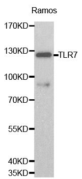 TLR7 / CD287 Antibody - Western blot analysis of Ramos cell lysate.