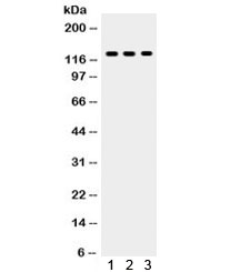 TLR7 / CD287 Antibody