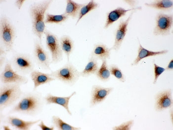 TLR7 / CD287 Antibody