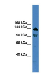 TLR8 Antibody - TLR8 antibody Western blot of 293T cell lysate. This image was taken for the unconjugated form of this product. Other forms have not been tested.