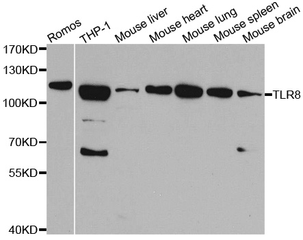 TLR8 Antibody - Western blot analysis of extracts of various cell lines.