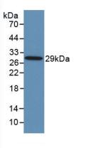 TLR8 Antibody - Western Blot; Sample: Recombinant TLR8, Human.