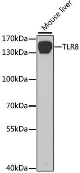 TLR8 Antibody - Western blot analysis of extracts of mouse liver using TLR8 Polyclonal Antibody at dilution of 1:1000.