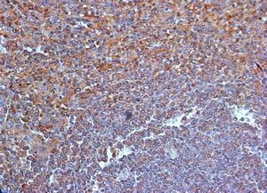 TLR9 Antibody - Immunohistochemistry of paraffin-embedded human spleen with Goat anti-mouse CD289