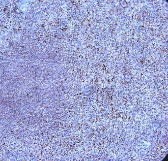 TLR9 Antibody - Immunohistochemistry of paraffin-embedded human spleen with Goat anti-Human CD289
