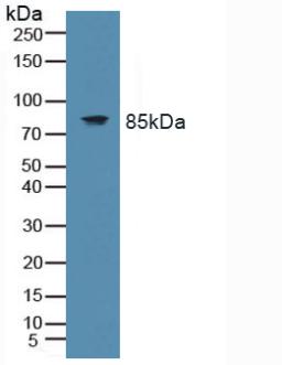 TLR9 Antibody - Western Blot; Sample: Mouse Spleen Tissue.