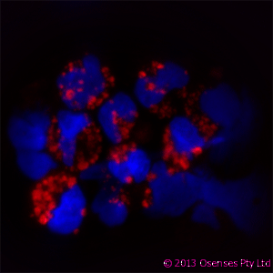 TLR9 Antibody - Rabbit antibody to TLR9 (830-880). IF on human plasmacytoid dendritic cells. Cells were fixed with 2% formaldehyde for 10 minutes at 37?C. Washed twice with PBS before cytospin the cells onto microscope slides. Cells were blocked with PBS containing 1%BSA for 20 minutes at room temperature (RT). Excess of blocking solution was removed and cells were then incubated with Rabbit antibody to TLR9 (830-880)for 30 min at RT (diluted 20 ug/ml in the blocking buffer). Washed 3X with PBS and incubated with anti-Rabbit Alexa 586 for further 30 minutes. Washed as before and nuclear counterstained with DAPI.
