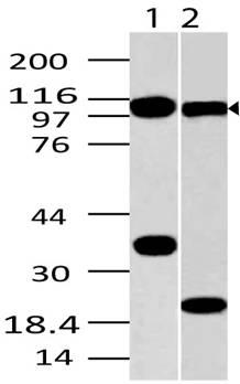 TLR9 Antibody - Fig-1: Western blot analysis of TLR9. Anti-TLR9 antibody was used at 2 µg/ml on (1) Raji and (2) EL4 lysates.