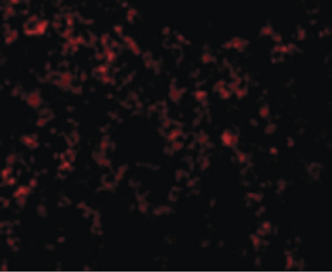 TLR9 Antibody - Immunofluorescence of TLR9 in Mouse Spleen cells with TLR9 antibody at 10 ug/ml.