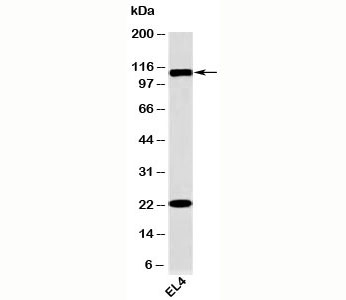 TLR9 Antibody - TLR9 antibody western blot of mouse samples