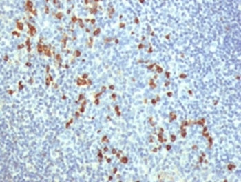 TLR9 Antibody - TLR9 antibody IHC human tonsil