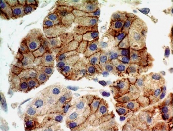 TLR9 Antibody - IHC testing of FFPE human stomach tissue with TLR9 antibody at 5ug/ml. HIER: steam tissue sections in pH6, 10mM citrate buffer, for 10-20 min followed by cooling at RT for 20 min.