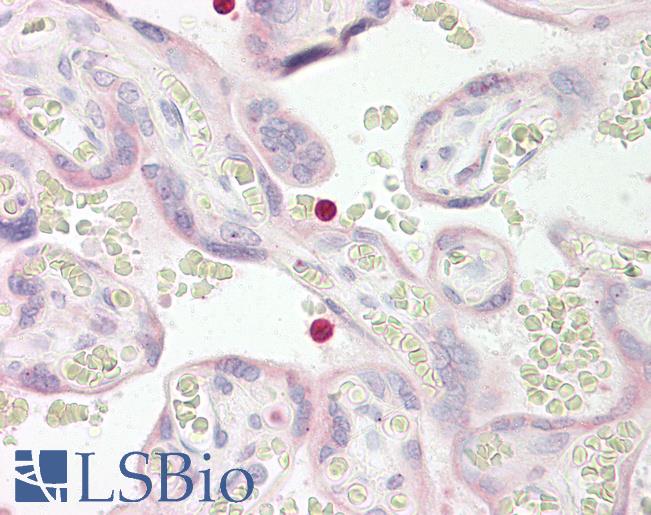 TLT2 / TREML2 Antibody - Anti-TLT2 / TREML2 antibody IHC of human placenta. Immunohistochemistry of formalin-fixed, paraffin-embedded tissue after heat-induced antigen retrieval. Antibody dilution 2.5-5 ug/ml. This image was taken for the unconjugated form of this product. Other forms have not been tested.