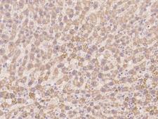 TLX2 / NCX Antibody - Immunochemical staining of human TLX2 in human liver with rabbit polyclonal antibody at 1:100 dilution, formalin-fixed paraffin embedded sections.
