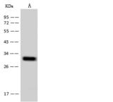 TM2D2 Antibody - Anti-TM2D2 rabbit polyclonal antibody at 1:500 dilution. Lane A: Jurkat Whole Cell Lysate. Lysates/proteins at 30 ug per lane. Secondary: Goat Anti-Rabbit IgG (H+L)/HRP at 1/10000 dilution. Developed using the ECL technique. Performed under reducing conditions. Predicted band size: 22 kDa. Observed band size: 30 kDa.