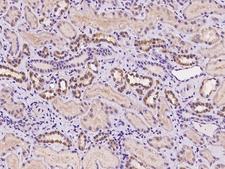TM4SF1 Antibody - Immunochemical staining of human TM4SF1 in human kidney with rabbit polyclonal antibody at 1:100 dilution, formalin-fixed paraffin embedded sections.