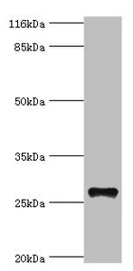TM4SF6 / TSPAN6 Antibody - Western blot All lanes: TSPAN6 antibody at 20µg/ml + Mouse liver tissue Secondary Goat polyclonal to rabbit IgG at 1/10000 dilution Predicted band size: 28 kDa Observed band size: 28 kDa