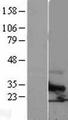 TM4SF6 / TSPAN6 Protein - Western validation with an anti-DDK antibody * L: Control HEK293 lysate R: Over-expression lysate