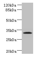 TM4SF9 / TSPAN5 Antibody - Western blot All lanes: TSPAN5 antibody at 1.2µg/ml Lane 1: Jurkat whole cell lysate Lane 2: A549 whole cell lysate Secondary Goat polyclonal to rabbit IgG at 1/10000 dilution Predicted band size: 30 kDa Observed band size: 30 kDa