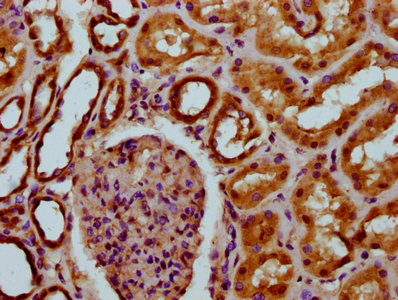 TM7SF4 / DC-STAMP Antibody - Immunohistochemistry Dilution at 1:200 and staining in paraffin-embedded human kidney tissue performed on a Leica BondTM system. After dewaxing and hydration, antigen retrieval was mediated by high pressure in a citrate buffer (pH 6.0). Section was blocked with 10% normal Goat serum 30min at RT. Then primary antibody (1% BSA) was incubated at 4°C overnight. The primary is detected by a biotinylated Secondary antibody and visualized using an HRP conjugated SP system.
