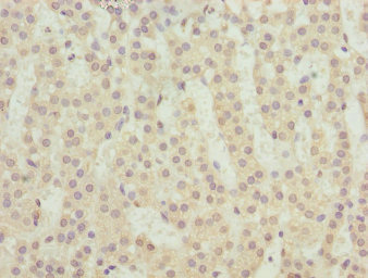 TM9SF1 Antibody - Immunohistochemistry of paraffin-embedded human adrenal gland tissue at dilution 1:100