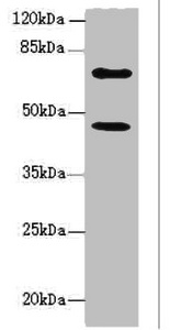 TM9SF1 Antibody - Western blot All Lanes:TM9SF1 antibody at 6.93ug/ml +U251 whole cell lysate Goat polyclonal to rabbit at 1/10000 dilution Predicted band size: 69,56 kDa Observed band size: 69,46 kDa