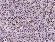 TM9SF2 Antibody - Immunochemical staining of human TM9SF2 in human pancreas with rabbit polyclonal antibody at 1:100 dilution, formalin-fixed paraffin embedded sections.