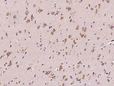 TM9SF3 Antibody - Immunochemical staining of human TM9SF3 in human brain with rabbit polyclonal antibody at 1:100 dilution, formalin-fixed paraffin embedded sections.