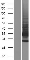 TMBIM1 Protein - Western validation with an anti-DDK antibody * L: Control HEK293 lysate R: Over-expression lysate