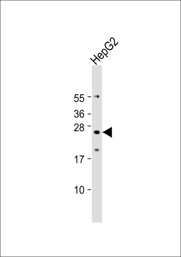 TMBIM4 / GAAP Antibody - Anti-TMBIM4 Antibody at 1:500 dilution + HepG2 whole cell lysate Lysates/proteins at 20 ug per lane. Secondary Goat Anti-Rabbit IgG, (H+L), Peroxidase conjugated at 1:10000 dilution. Predicted band size: 27 kDa. Blocking/Dilution buffer: 5% NFDM/TBST.