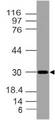 TMBIM6 / Bax Inhibitor 1 Antibody - Fig-1: Expression analysis of Bi-1. Anti-Bi-1 antibody was tested at 4 µg/ml on Jurkat lysate.