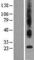 TMBIM6 / Bax Inhibitor 1 Protein - Western validation with an anti-DDK antibody * L: Control HEK293 lysate R: Over-expression lysate