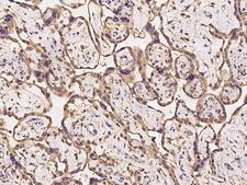 TMCC2 Antibody - Immunochemical staining of human TMCC2 in human placenta with rabbit polyclonal antibody at 1:100 dilution, formalin-fixed paraffin embedded sections.