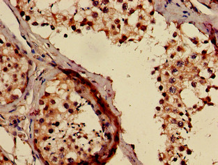 TMCO1 Antibody - Immunohistochemistry of paraffin-embedded human testis tissue using TMCO1 Antibody at dilution of 1:100