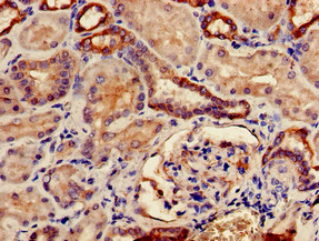 TMCO1 Antibody - Immunohistochemistry of paraffin-embedded human kidney tissue using TMCO1 Antibody at dilution of 1:100