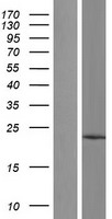 TMCO1 Protein - Western validation with an anti-DDK antibody * L: Control HEK293 lysate R: Over-expression lysate