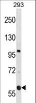 TMCO4 Antibody - TMCO4 Antibody western blot of 293 cell line lysates (35 ug/lane). The TMCO4 antibody detected the TMCO4 protein (arrow).