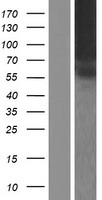 TMCO4 Protein - Western validation with an anti-DDK antibody * L: Control HEK293 lysate R: Over-expression lysate