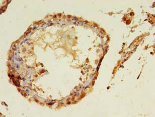 TMCO5A Antibody - Immunohistochemistry of paraffin-embedded human testis using antibody at 1:100 dilution.