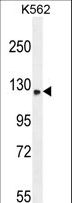 TMCO7 Antibody - TMCO7 Antibody western blot of K562 cell line lysates (35 ug/lane). The TMCO7 antibody detected the TMCO7 protein (arrow).