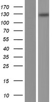 TMCO7 Protein - Western validation with an anti-DDK antibody * L: Control HEK293 lysate R: Over-expression lysate