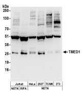 TMED1 / ST2L Antibody - Detection of human and mouse TMED1 by western blot. Samples: Whole cell lysate (50 µg) from Jurkat, HeLa, HEK293T, mouse TCMK-1, and mouse NIH 3T3 cells prepared using NETN and RIPA lysis buffer. Antibodies: Affinity purified rabbit anti-TMED1 antibody used for WB at 1 µg/ml. Detection: Chemiluminescence with an exposure time of 30 seconds.