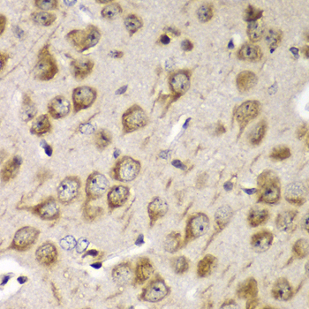 TMED10 / TMP21 Antibody - Immunohistochemistry of paraffin-embedded mouse brain tissue.