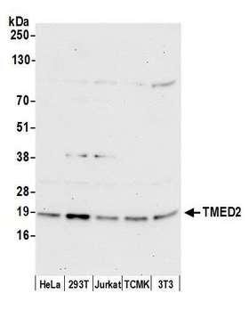 TMED2 Antibody - Detection of human and mouse TMED2 by western blot. Samples: Whole cell lysate (15 µg) from HeLa, HEK293T, Jurkat, mouse TCMK-1, and mouse NIH 3T3 cells prepared using NETN lysis buffer. Antibody: Affinity purified rabbit anti-TMED2 antibody used for WB at 0.1 µg/ml. Detection: Chemiluminescence with an exposure time of 30 seconds.