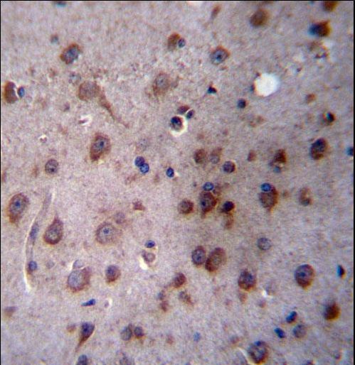 TMED2 Antibody - TMED2 Antibody immunohistochemistry of formalin-fixed and paraffin-embedded human brain tissue followed by peroxidase-conjugated secondary antibody and DAB staining.