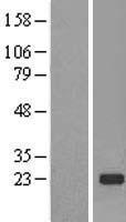 TMED2 Protein - Western validation with an anti-DDK antibody * L: Control HEK293 lysate R: Over-expression lysate