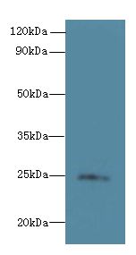 TMED3 Antibody - Western blot. All lanes: TMED3 antibody at 6 ug/ml+ MCF7 whole cell lysate Goat polyclonal to rabbit at 1:10000 dilution. Predicted band size: 25 kDa. Observed band size: 25 kDa.