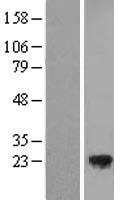TMED3 Protein - Western validation with an anti-DDK antibody * L: Control HEK293 lysate R: Over-expression lysate